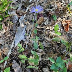 Location: Aberdeen, NC Pages Lake park
Date: October 2, 2023
Late purple Aster #545; RAB page 1076, 179-6-10,; AG p. 258, 55-2