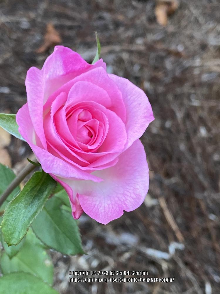 Photo of Rose (Rosa 'Eleganza') uploaded by GenXNEGeorgia
