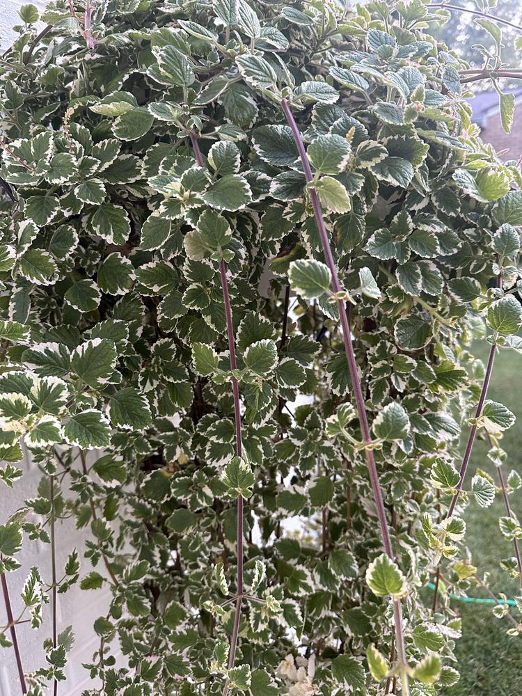 Photo of Swedish Ivy (Plectranthus forsteri 'Marginatus') uploaded by Jules21