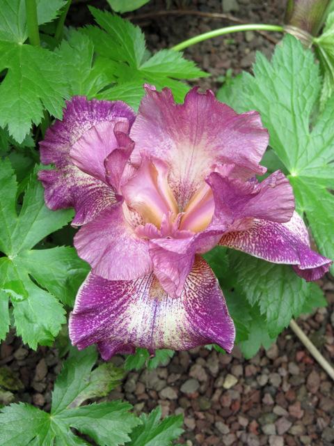 Photo of Tall Bearded Iris (Iris 'Porta Villa') uploaded by RuuddeBlock