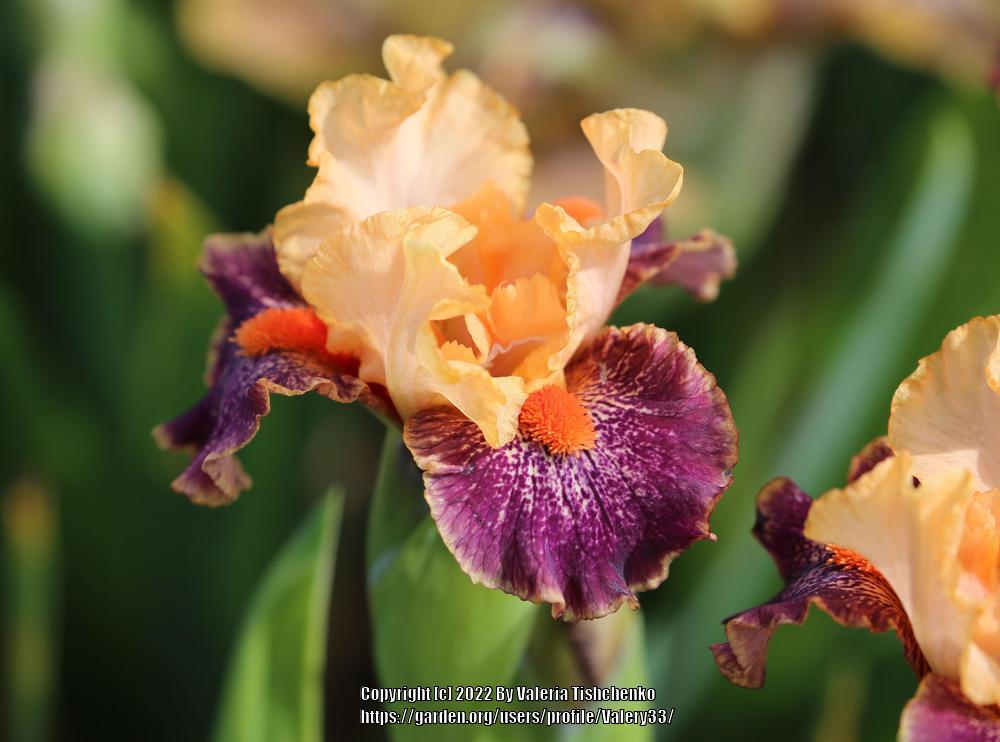 Photo of Standard Dwarf Bearded Iris (Iris 'Alaia') uploaded by Valery33