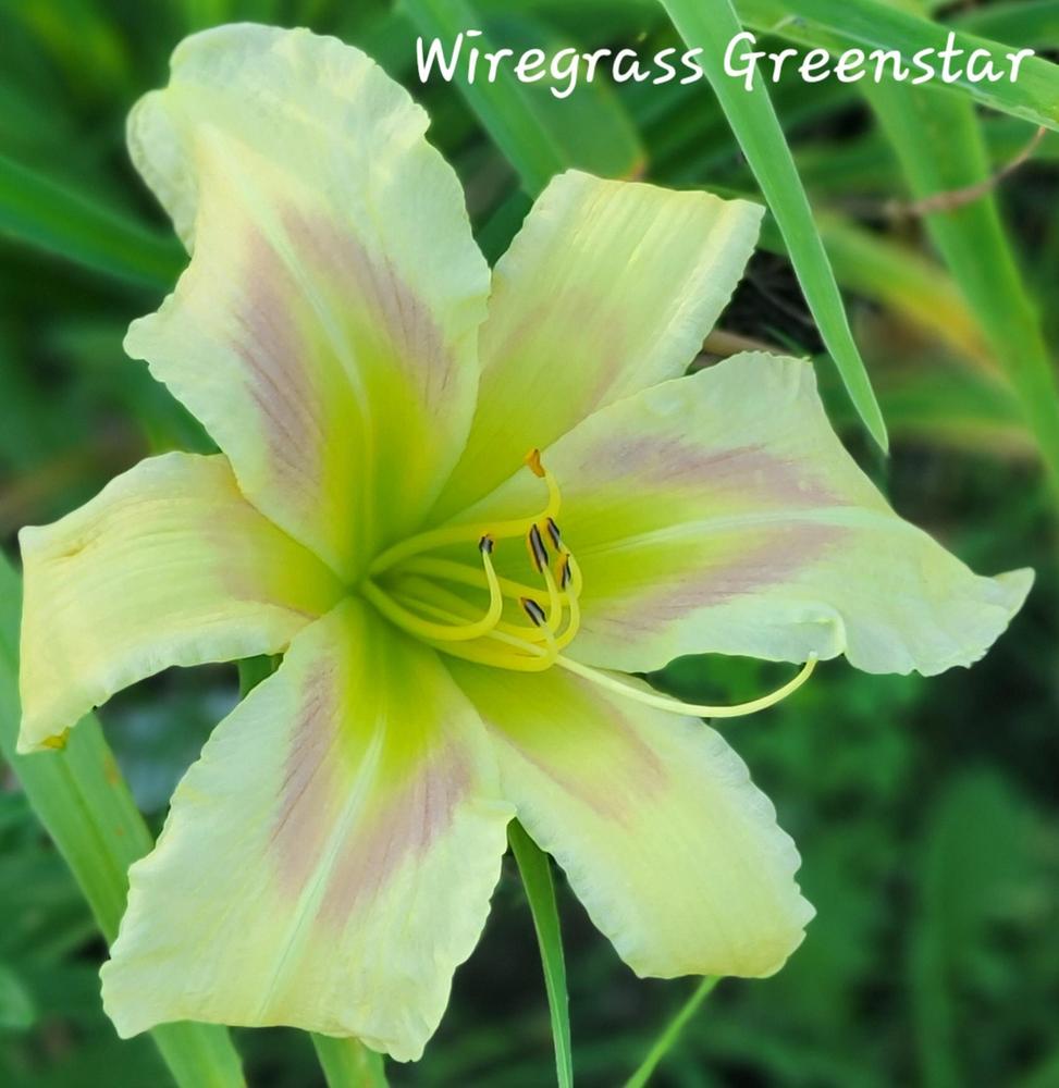 Photo of Daylily (Hemerocallis 'Wiregrass Greenstar') uploaded by tashepard