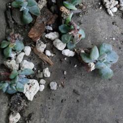 Location: San Francisco, California
Date: 2023-10-04
These very tiny baby plants were taken off a stem, some with root