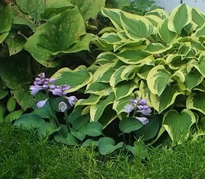 Photo of Hosta 'Blue Mouse Ears' uploaded by TheMainer