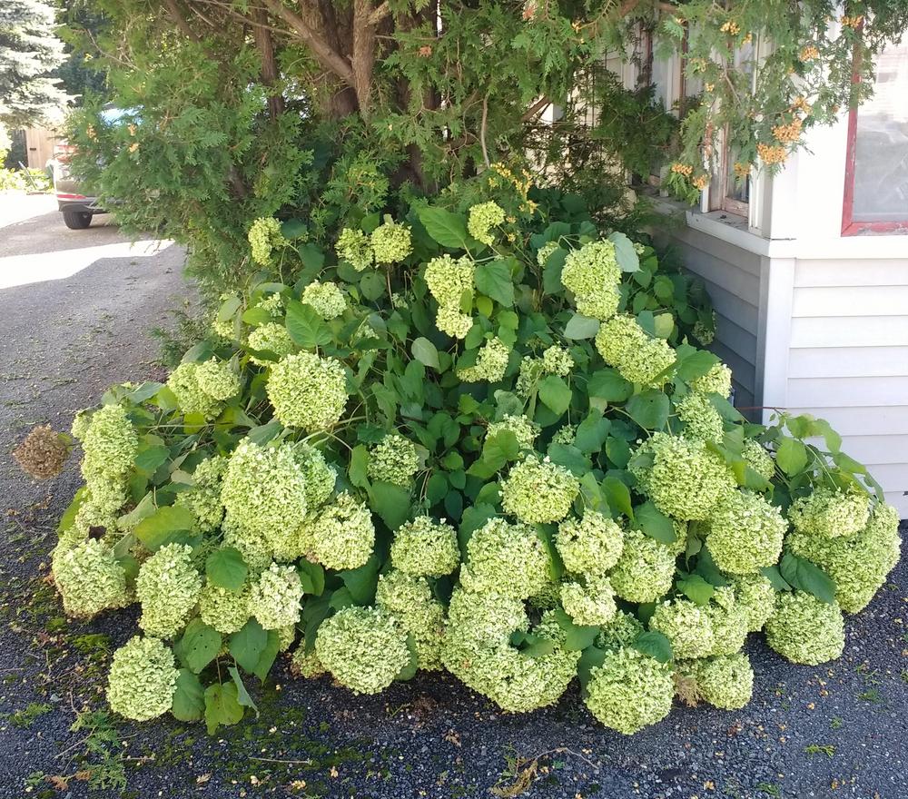 Photo of Smooth Hydrangea (Hydrangea arborescens 'Annabelle') uploaded by TheMainer