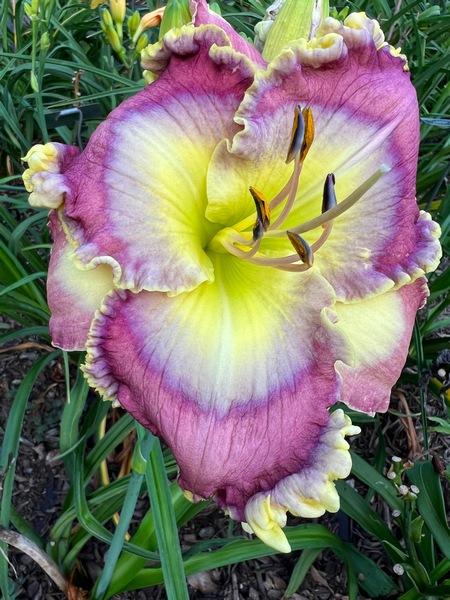 Photo of Daylily (Hemerocallis 'An Angel from the East') uploaded by Calif_Sue