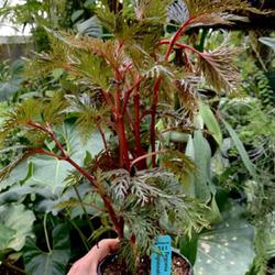 Location: My greenhouse, Florida
Date: 2023-10-02
Palmate multisect begonia
