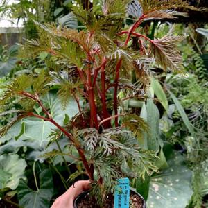 Palmate multisect begonia