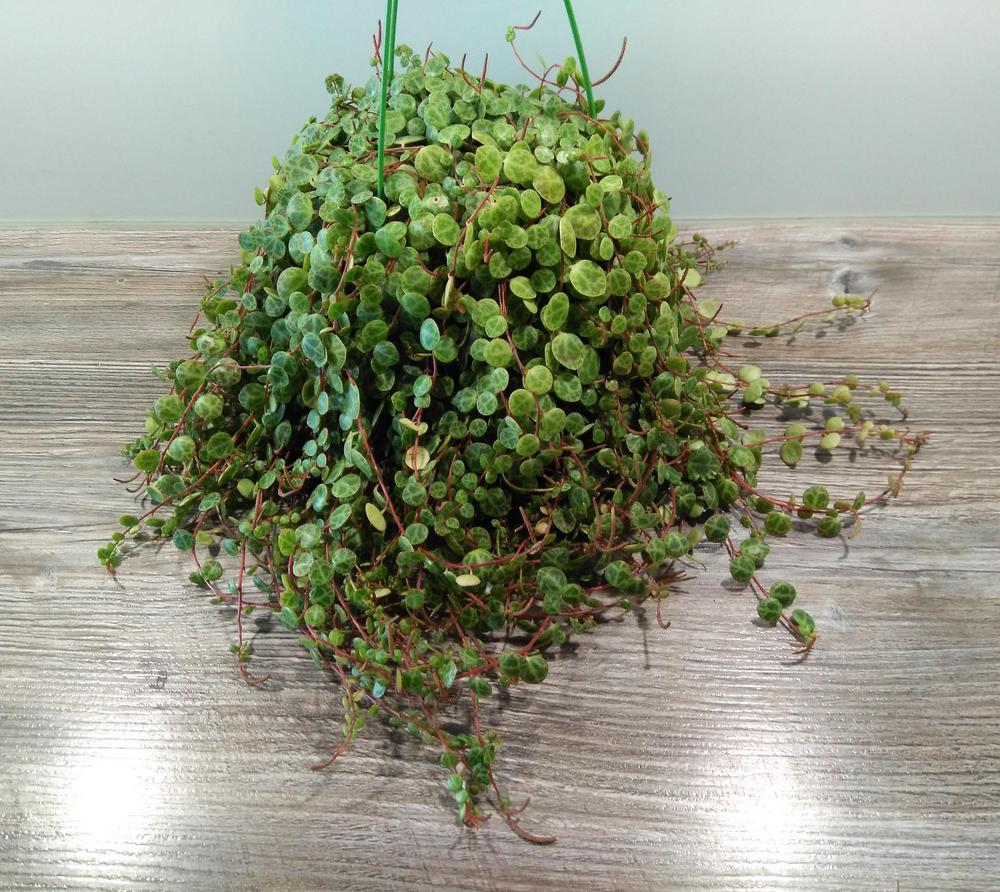 Photo of String of Turtles (Peperomia rotundifolia) uploaded by Mrs_Hottentot