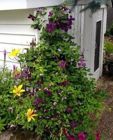 Photo of Clematis (Clematis viticella 'Etoile Violette') uploaded by TheMainer