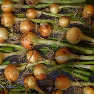 Onion sets planted in October 2022, harvested the following summe
