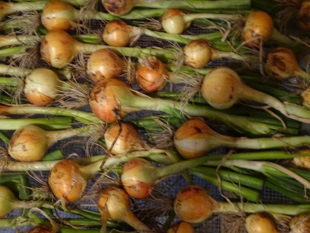 Photo of Onion (Allium cepa 'Forum') uploaded by Weedwhacker