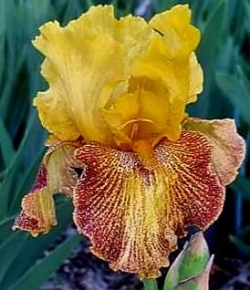 Photo of Tall Bearded Iris (Iris 'Jitterbug') uploaded by gwhizz