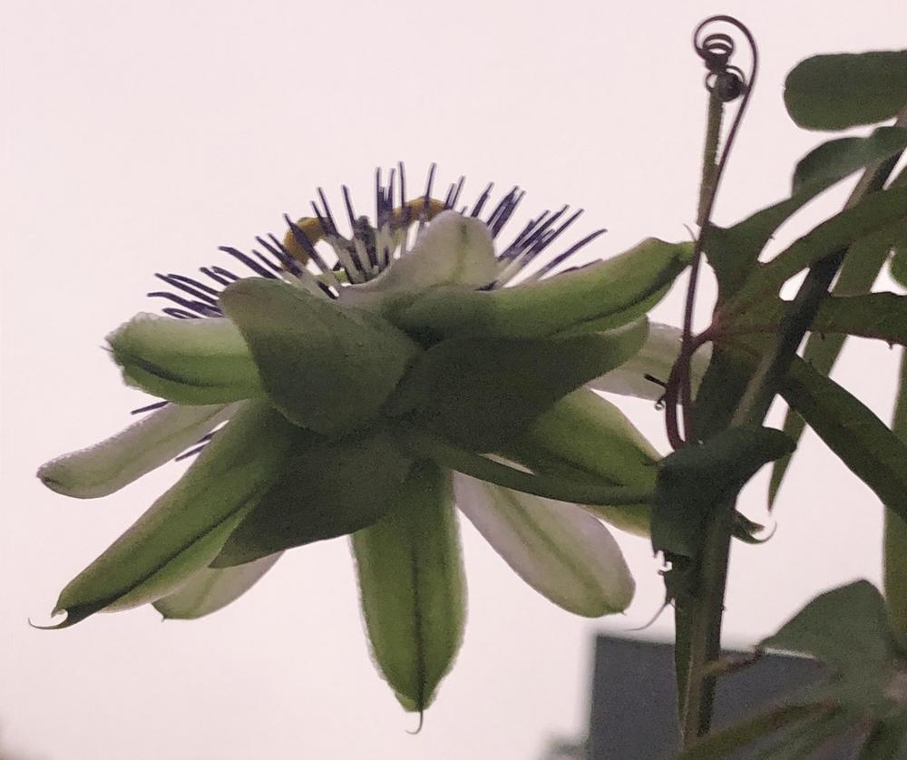 Photo of Blue Passion Flower (Passiflora caerulea) uploaded by sedumzz