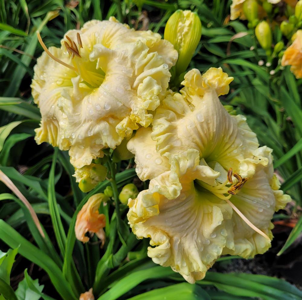 Photo of Daylily (Hemerocallis 'Satin Facets') uploaded by Admiral62