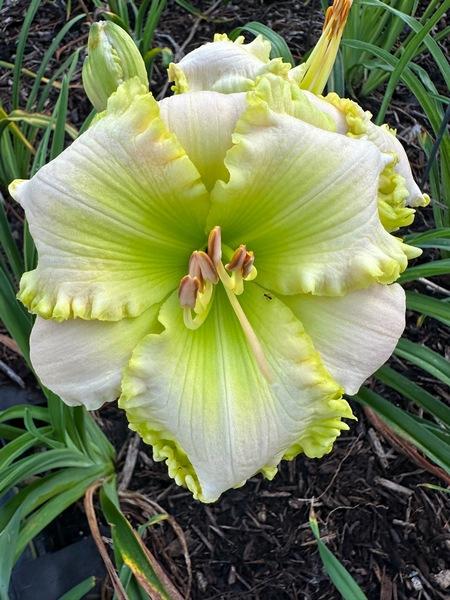 Photo of Daylily (Hemerocallis 'Certainly Green') uploaded by Calif_Sue