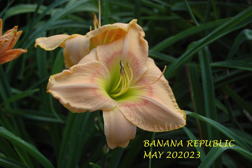 Photo of Daylily (Hemerocallis 'Banana Republic') uploaded by alma47