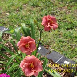 Location: my garden/ 8b Louisiana
Date: 2023-05-08