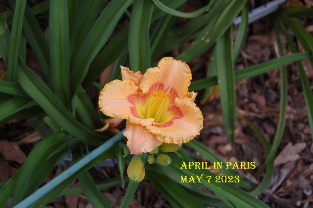 Photo of Daylily (Hemerocallis 'April in Paris') uploaded by alma47