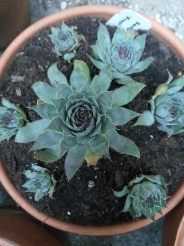 Photo of Hen and Chicks (Sempervivum 'Frost and Flame') uploaded by GentianGrower