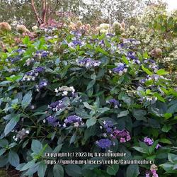 Location: Howick Hall gardens, Northumberland, England UK 
Date: 2023-10-09
Hydrangea macrophylla 'Izu no Hana'