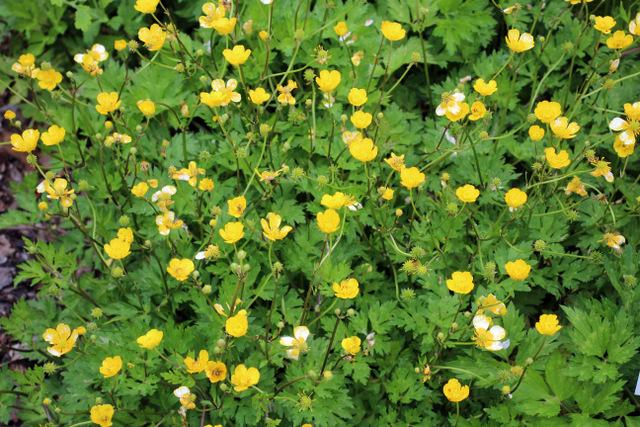 Photo of Creeping Buttercup (Ranunculus repens) uploaded by RuuddeBlock
