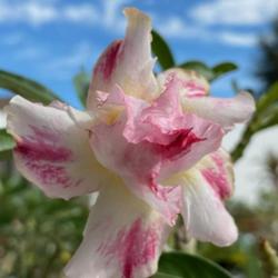 Location: My garden in Tampa, Florida
Date: 2023-10-10
My new grafted adenium’s bloom on a beautiful sunny day!