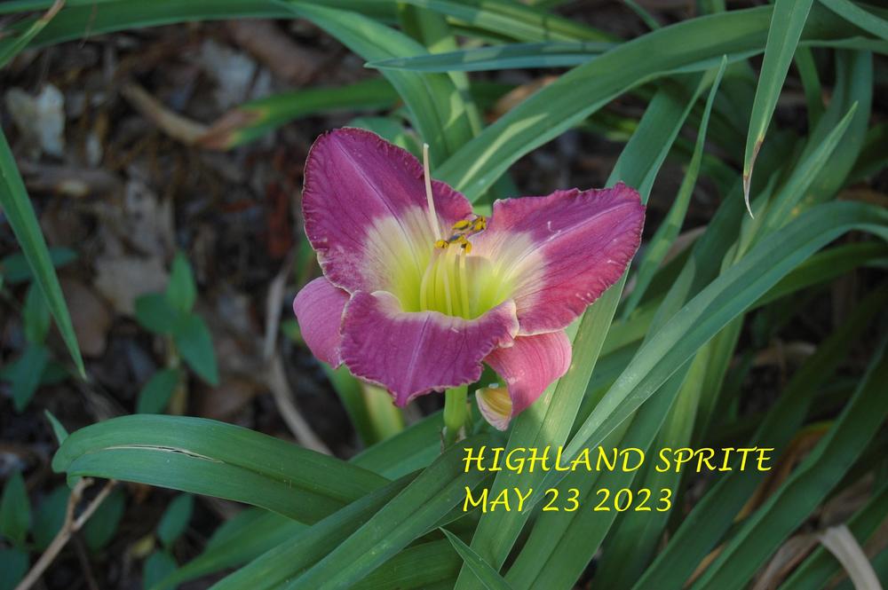 Photo of Daylily (Hemerocallis 'Highland Sprite') uploaded by alma47