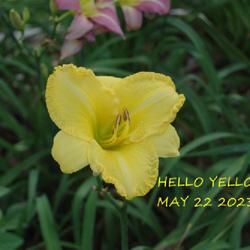 Location: my garden/ 8b Louisiana
Date: 2023-05-22