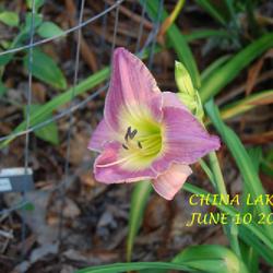 Location: my garden/ 8b Louisiana
Date: 2023-06-10