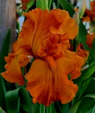 Photo of Tall Bearded Iris (Iris 'Rustic Dream') uploaded by gwhizz