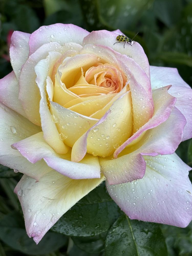 Photo of Hybrid Tea Rose (Rosa 'Peace') uploaded by Elena999