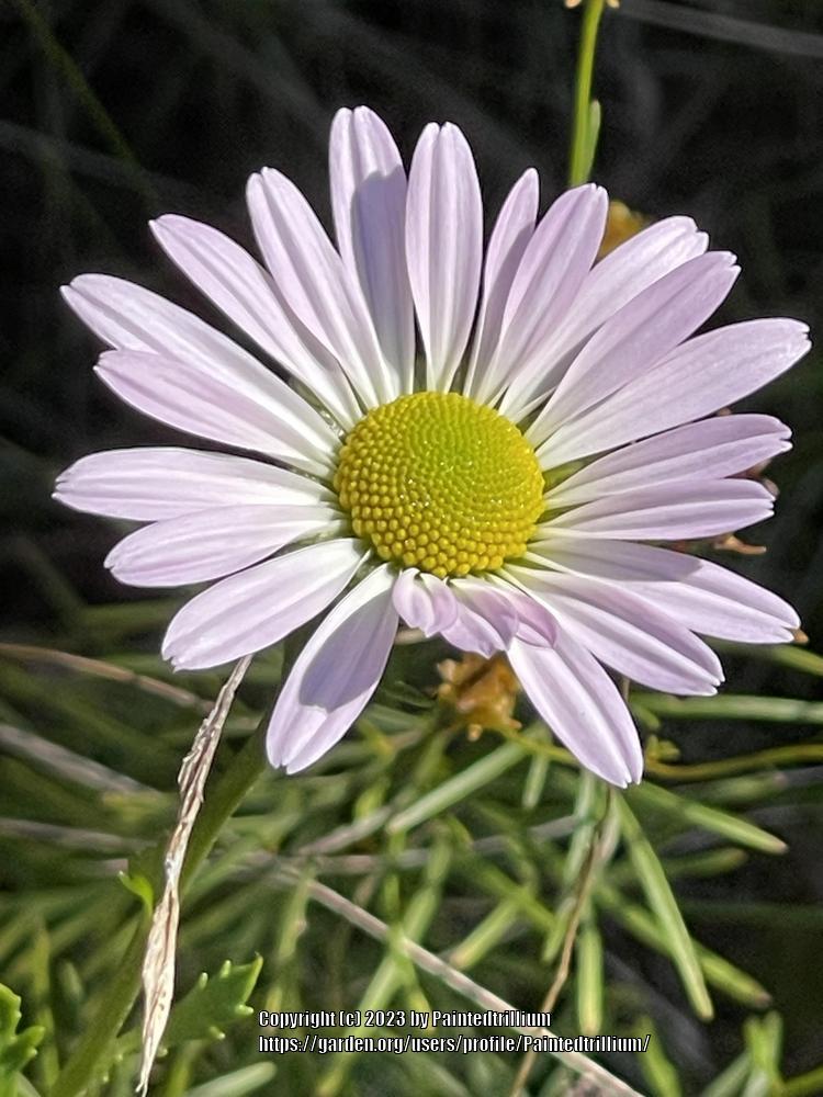 Photo of Chrysanthemum zawadskii uploaded by Paintedtrillium