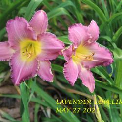 Location: my garden/ 8b Louisiana
Date: 2023-05-27
