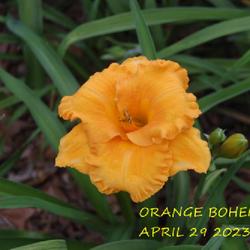 Location: my garden/ 8b Louisiana
Date: 2023-04-29