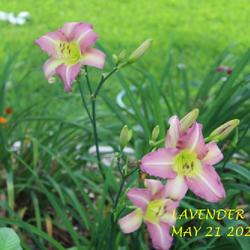 Location: my garden/ 8b Louisiana
Date: 2023-05-20