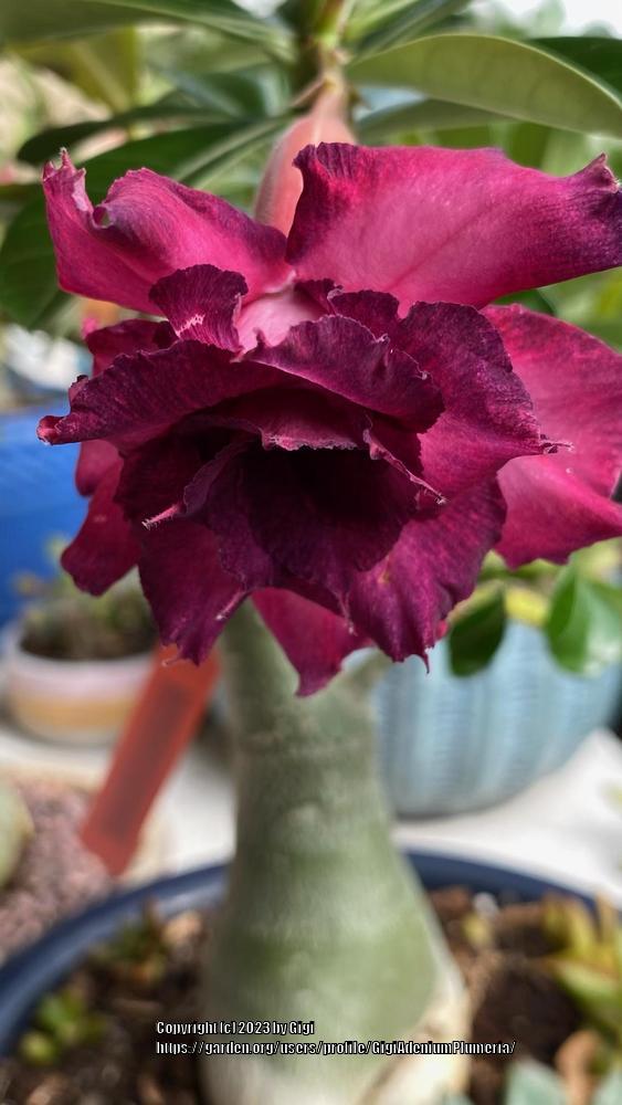Photo of Desert Rose (Adenium 'Madam Violet') uploaded by GigiAdeniumPlumeria