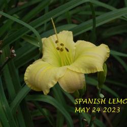 Location: my garden/ 8b Louisiana
Date: 2023-05-24