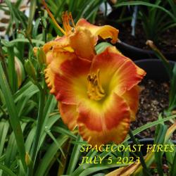 Location: my garden/ 8b Louisiana
Date: 2023-07-05