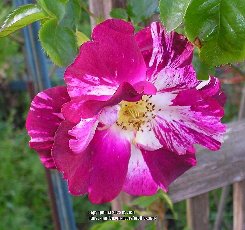 Photo of Rose (Rosa 'Purple Splash') uploaded by zuzu