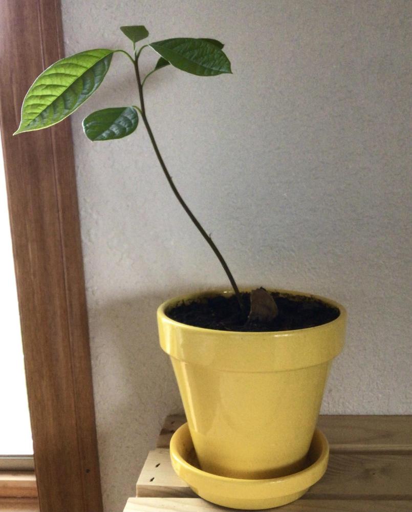 Photo of Avocado (Persea americana) uploaded by Fieldsof_flowers