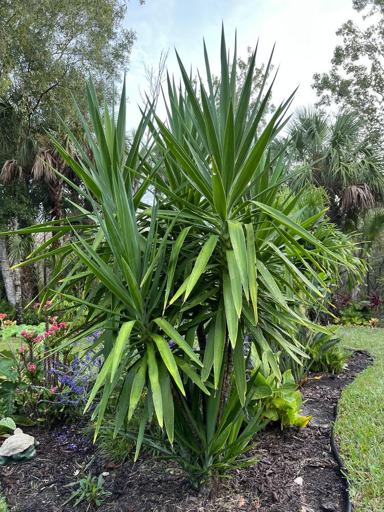 Photo of Spineless Yucca (Yucca gigantea) uploaded by Floridian