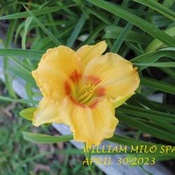 Location: my garden/ 8b Louisiana
Date: 2023-04-30