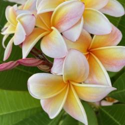 Location: My garden in Tampa, Florida
Date: 2023-10-13
Cluster of blooms from my seedgrown plumeria!