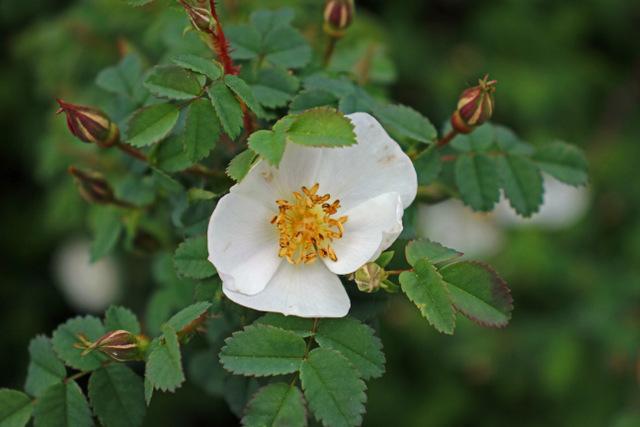 Photo of Species Rose (Rosa spinosissima) uploaded by RuuddeBlock