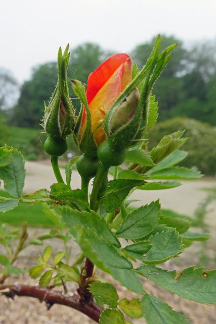 Photo of Rose (Rosa foetida 'Austrian Copper') uploaded by RuuddeBlock