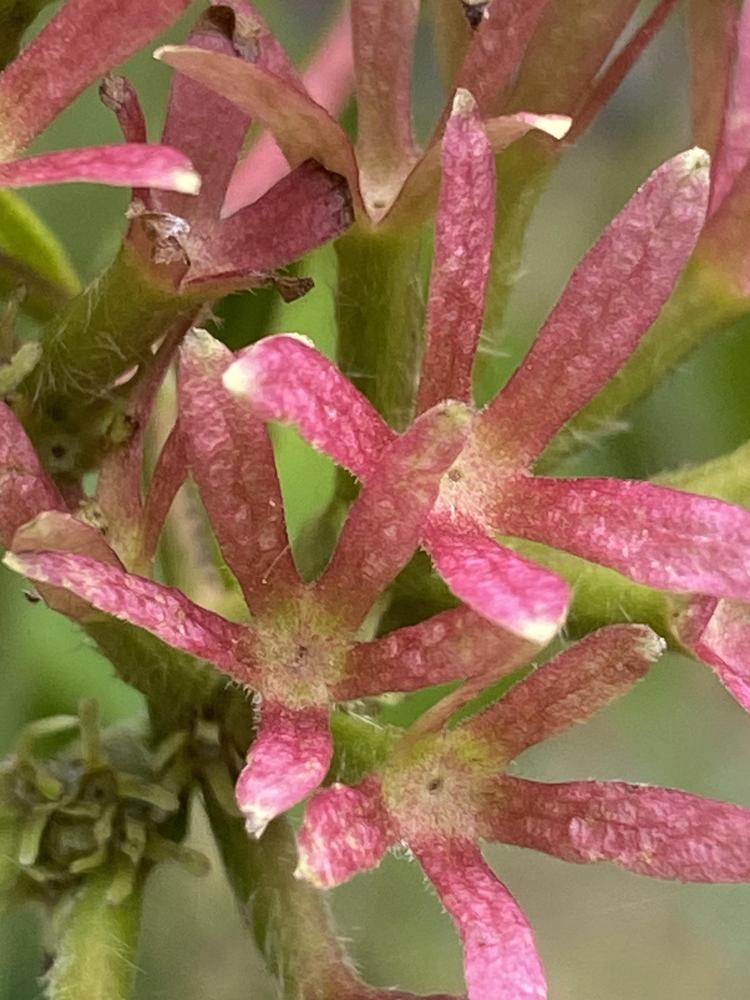 Photo of Seven Son Flower (Heptacodium miconioides) uploaded by SL_gardener