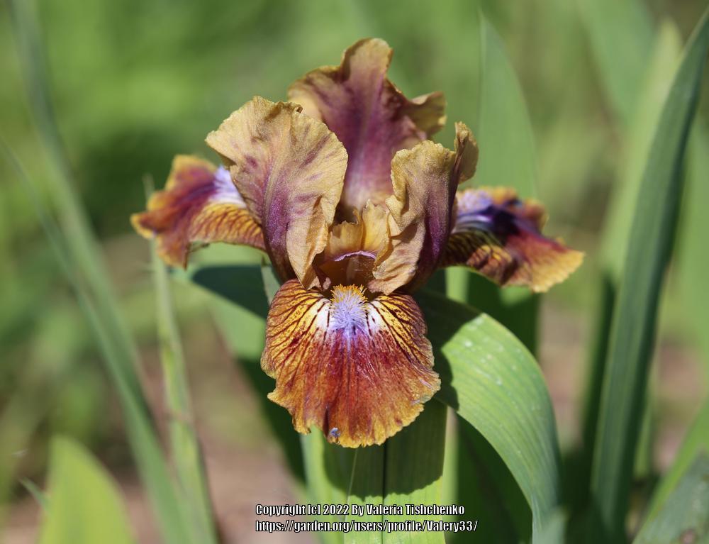 Photo of Standard Dwarf Bearded Iris (Iris 'Kewlopolis') uploaded by Valery33