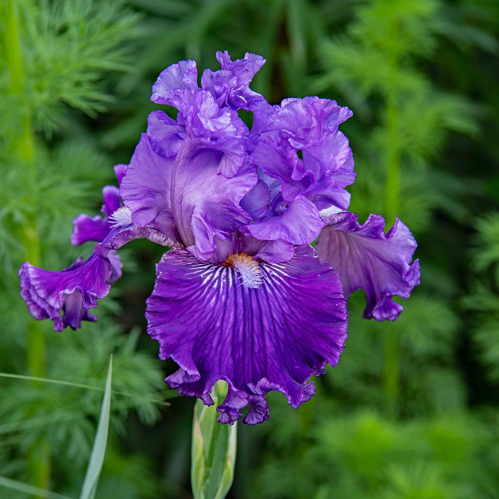 Photo of Tall Bearded Iris (Iris 'You're So Veined') uploaded by dirtdorphins