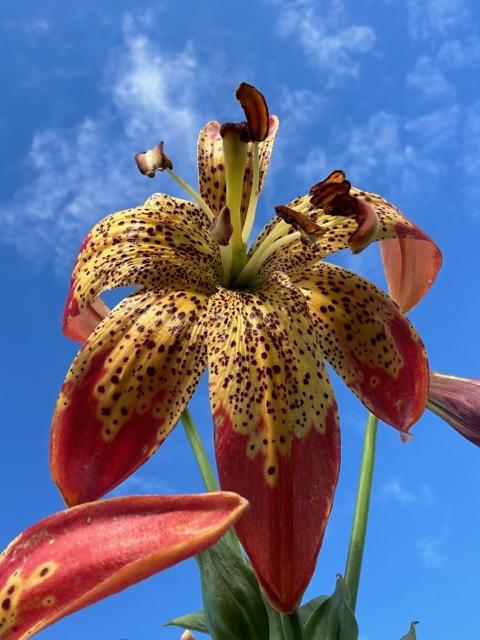 Photo of Lily (Lilium 'Fusion') uploaded by jkporter